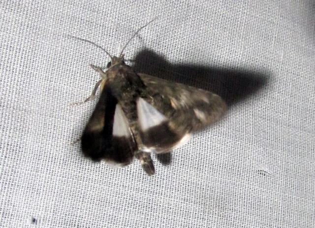 Anophia leucomelas - déli folyófűbagoly