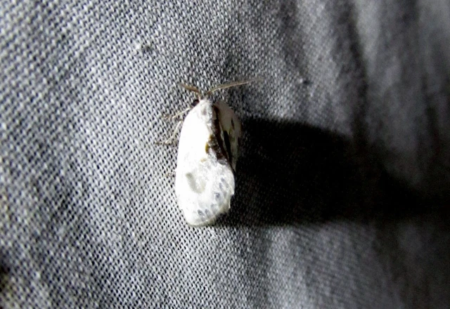 Cilix glaucata - törpe sarlósszövő