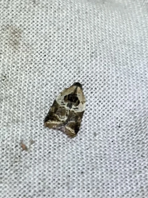 Acleris variegana - tarka levélmoly