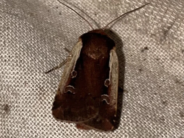Ochropleura plecta - fehérszegélyű fűbagoly