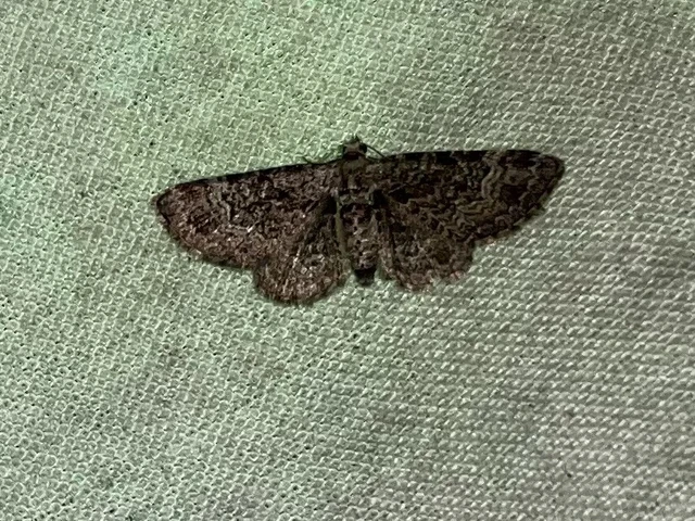 Pasiphila rectangulata - almavirág-araszoló