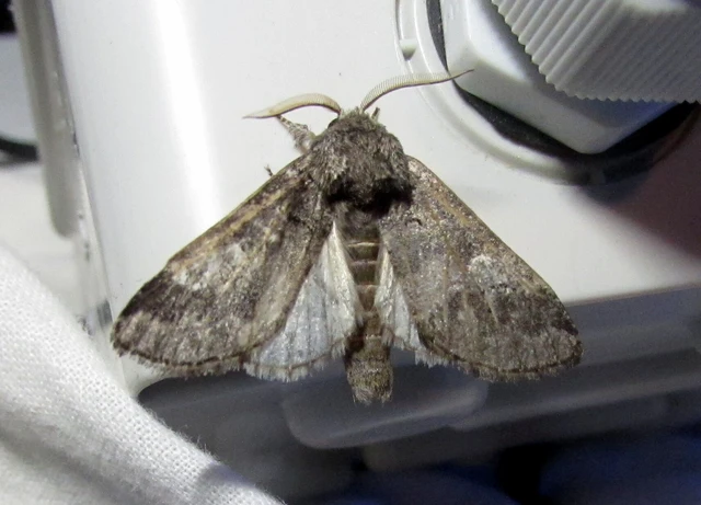 Drymonia querna - tölgyfa-púposszövő