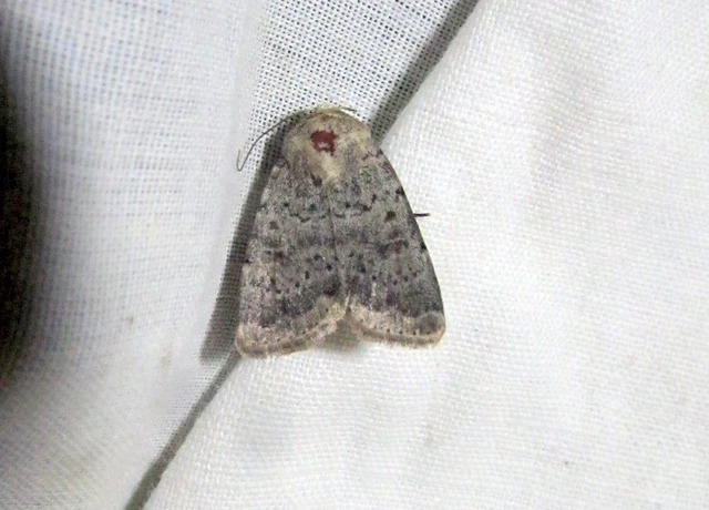 Hoplodrina respersa - bogáncs-selymesbagoly