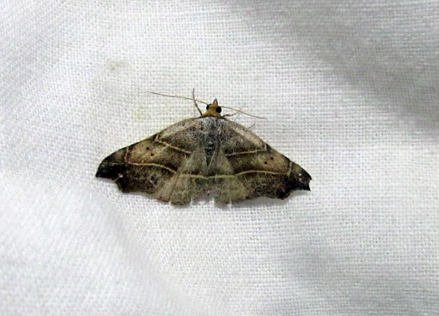 Laspeyria flexula - zuzmóbagoly