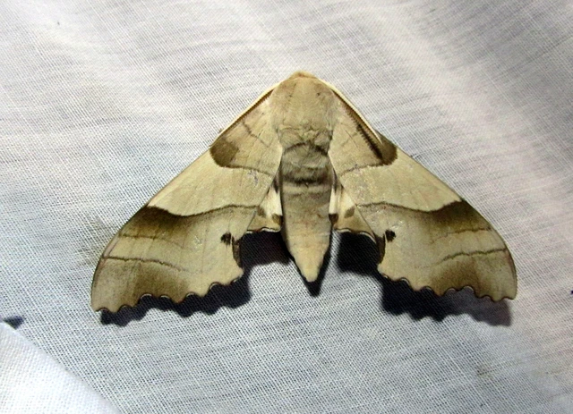 Marumba quercus - tölgyfaszender