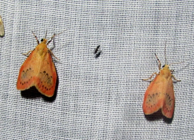 Miltochrista miniata - piros medvelepke
