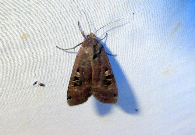 Noctua pronuba - nagy sárgafűbagoly