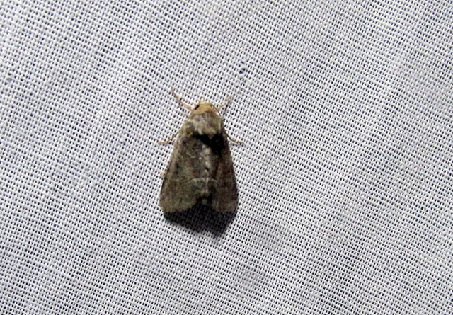 Oligia strigilis/latruncula/versicolor