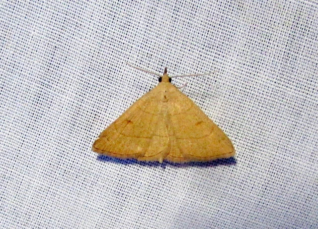 Paracolax tristalis - sárgás karcsúbagoly