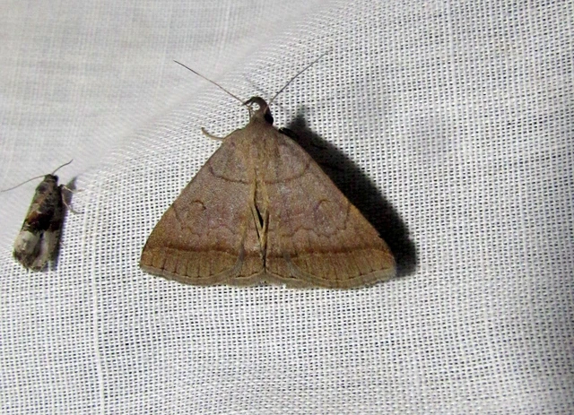 Zanclognatha lunalis - pelyheslábú karcsúbagoly