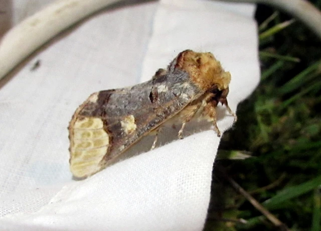 Phalera bucephaloides - magyar púposszövő