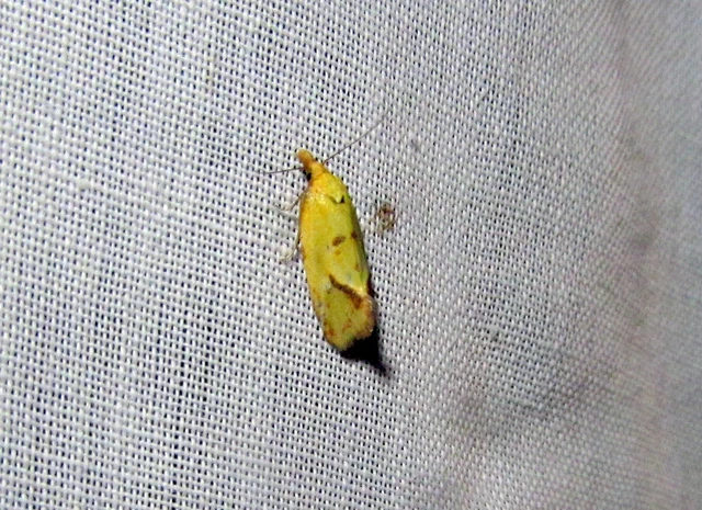 Agapeta hamana - közönséges sárgamoly