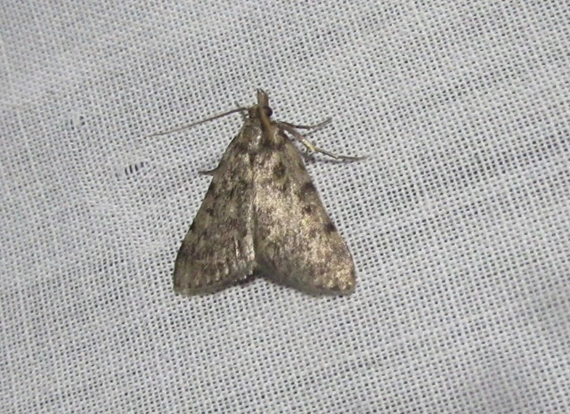Aglossa pinguinalis - zsiradékmoly