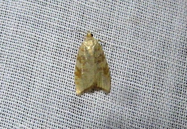 Aleimma loeflingiana - tölgylevél-sodrómoly Aleimma loeflingiana - tölgylevél-sodrómoly