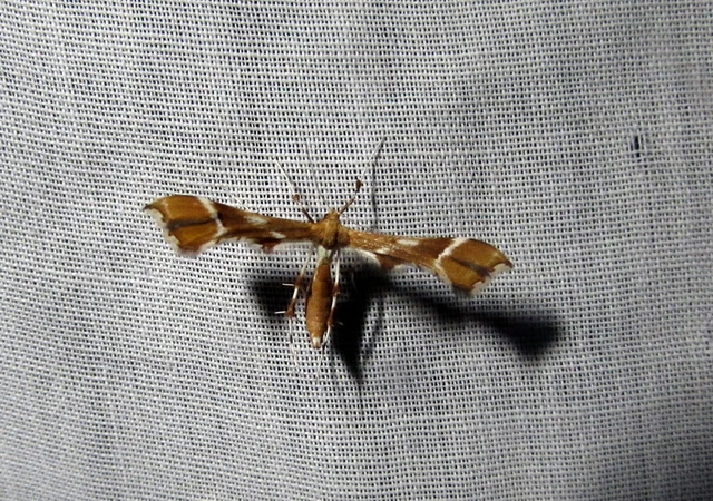 Cnaemidophorus rhododactyla - rózsabogyó-tollasmoly