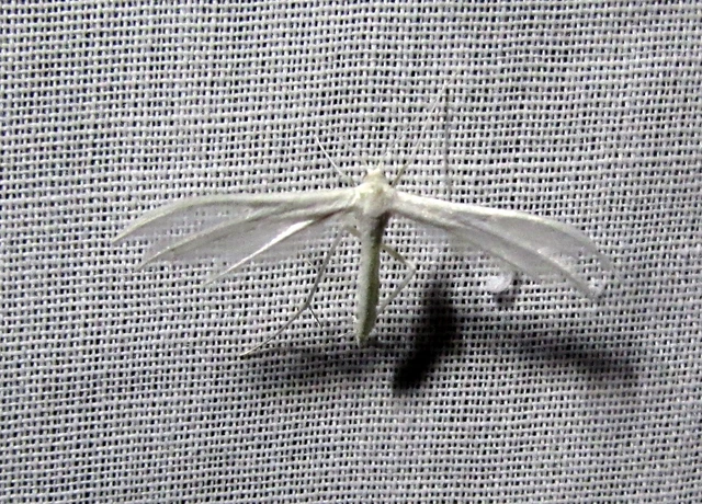 Pterophorus pentadactyla - fehér tollasmoly