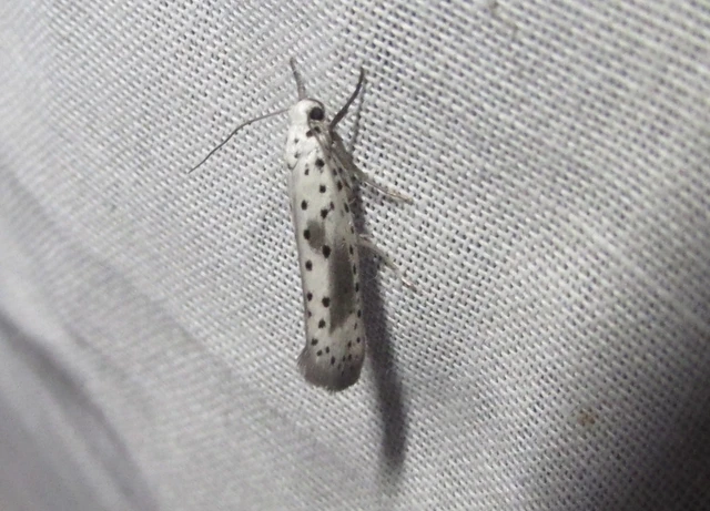 Yponomeuta irrorella - pókhálós kökénymoly