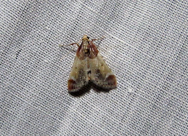 Pyralis farinalis - lisztilonca