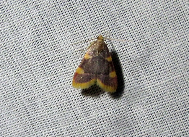 Hypsopygia costalis - szénailonca