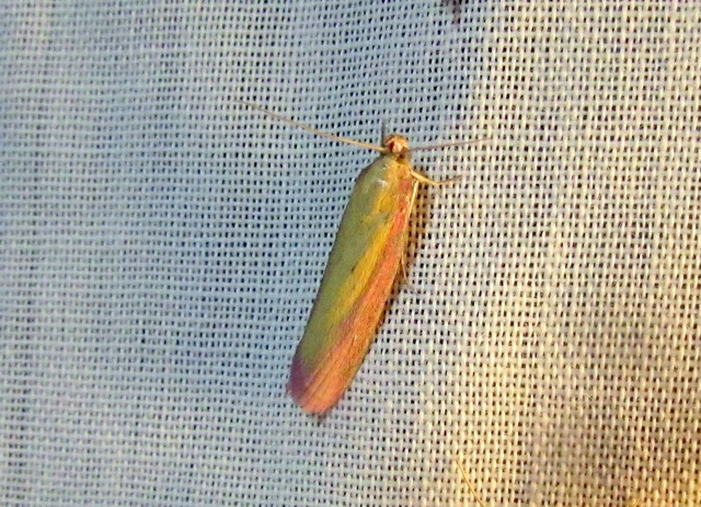 Oncocera semirubella - lucernamoly