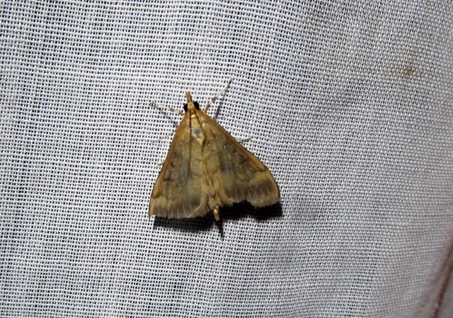 Ostrinia nubilalis - kukoricamoly