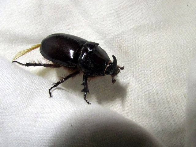 Oryctes nasicornis - orrszarvú bogár