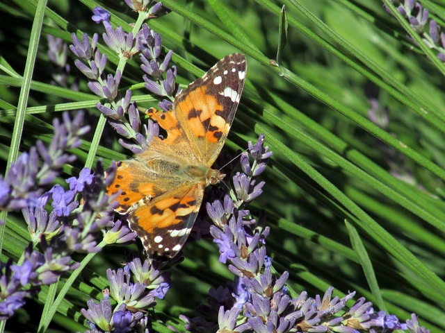 Vanessa cardui - bogáncslepke