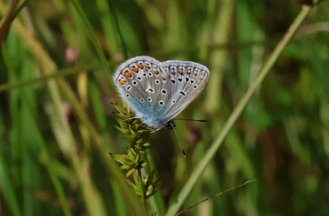 Polyommatus icarus - közönséges boglárka