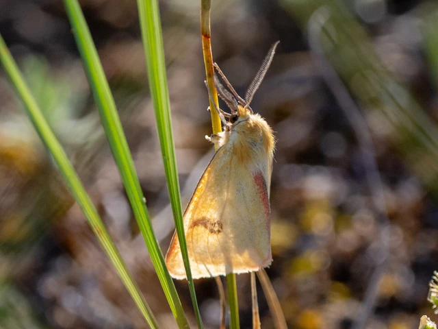 Diacrisia sannio - vörösszélű medvelepke