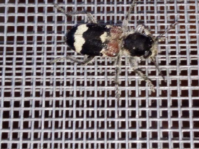 Clerus mutillarius - feketenyakú szúfarkas