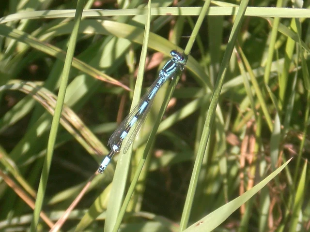 Coenagrion ornatum - díszes légivadász