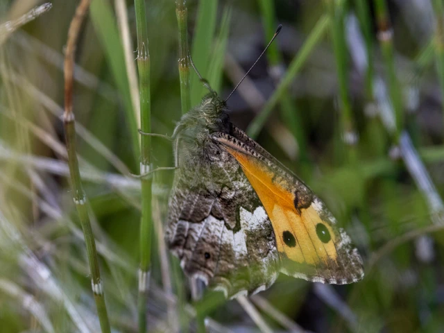 Hipparchia semele - barna szemeslepke