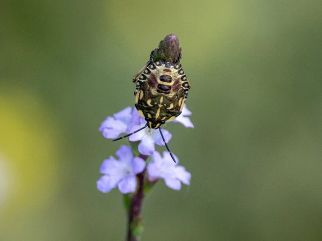 Carpocoris Carpocoris