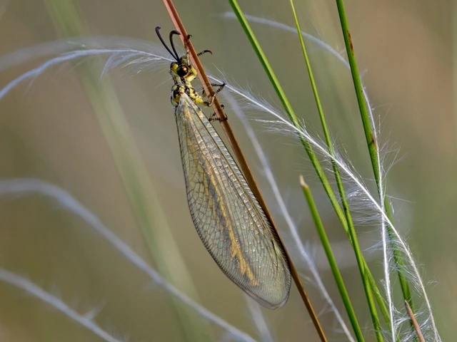 Myrmecaelurus trigrammus - hangyafarkas