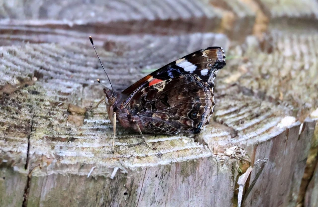 Vanessa atalanta - atalantalepke