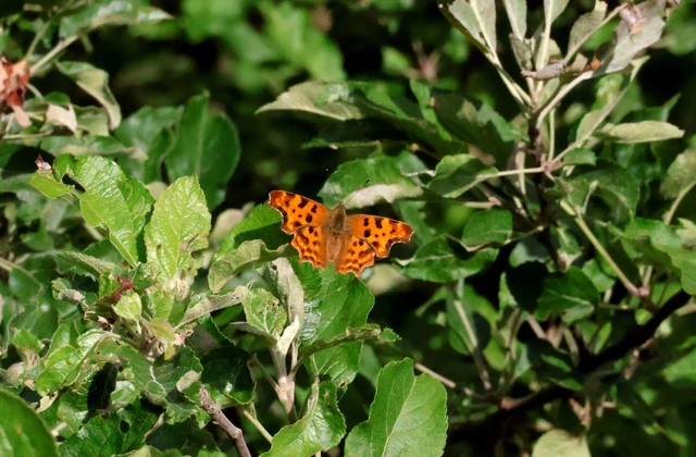 Nymphalis c-album - C-betűs lepke
