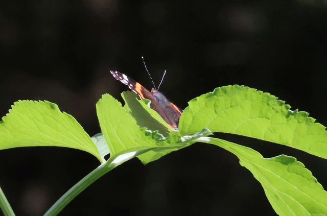 Vanessa atalanta - atalantalepke