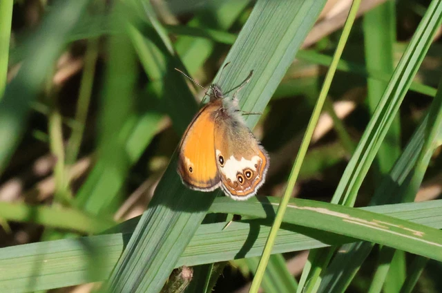 Coenonympha arcania - fehéröves szénalepke