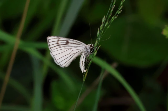 Siona lineata - vonalas fehéraraszoló
