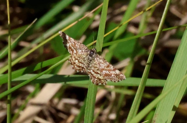 Ematurga atomaria - barna rétiaraszoló