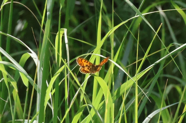 Melitaea athalia - közönséges tarkalepke