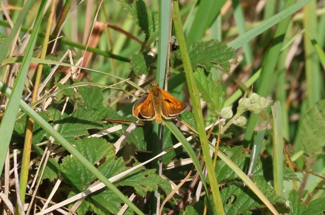Ochlodes sylvanus - erdei busalepke