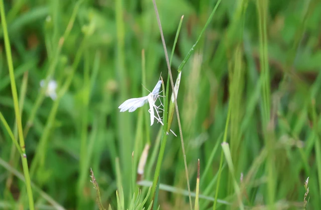 Pterophorus pentadactyla - fehér tollasmoly