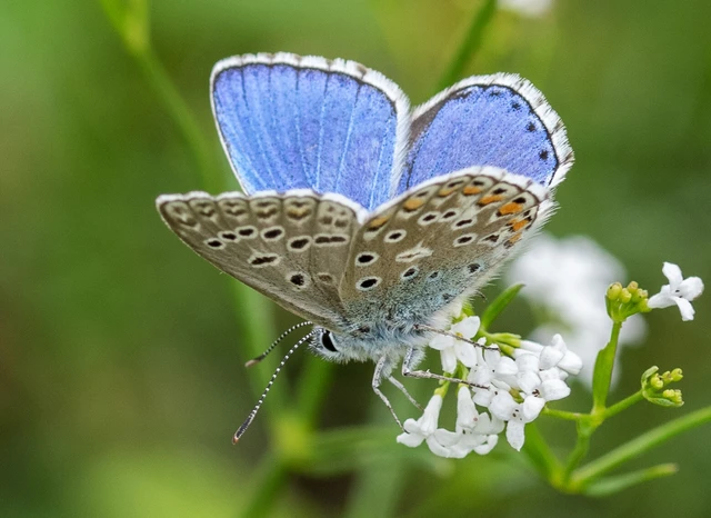 Polyommatus bellargus - égszínű boglárka