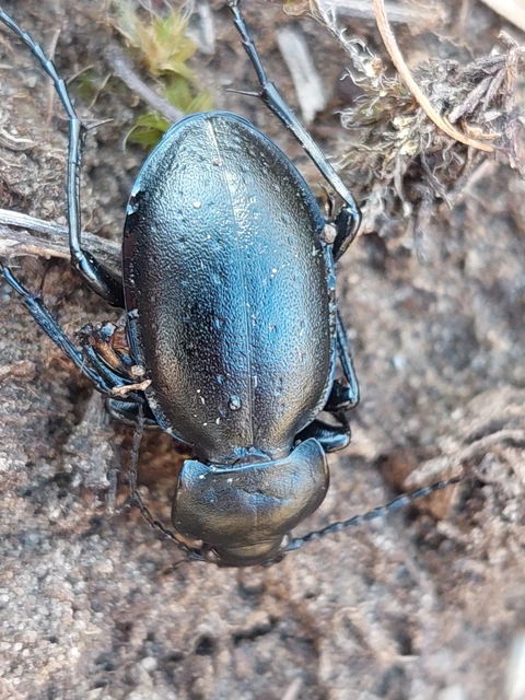 Carabus hungaricus - magyar futrinka Carabus hungaricus - magyar futrinka