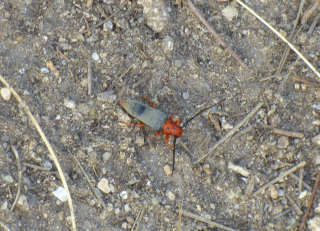 Phytoecia argus - árgusszemű cincér