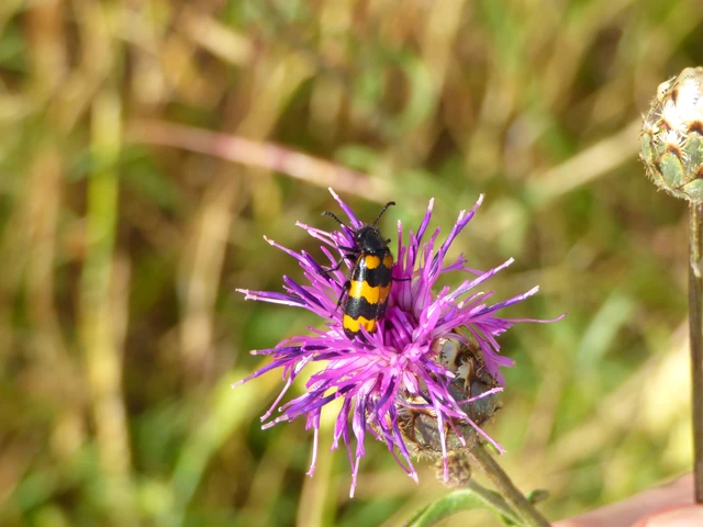 Mylabris variabilis - szalagos hólyaghúzó