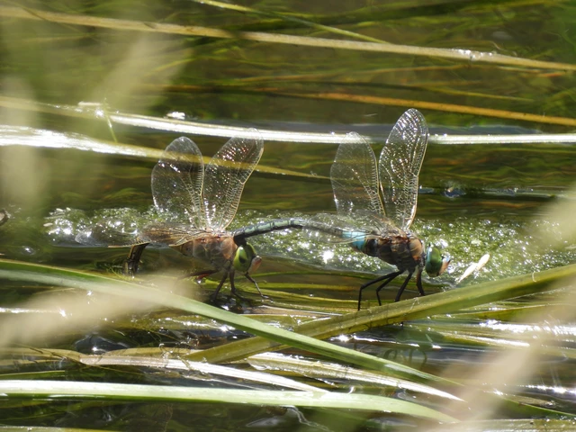 Anax parthenope - barna óriásacsa Anax parthenope - barna óriásacsa