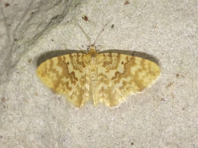 Hydrelia flammeolaria - narancssárga araszoló