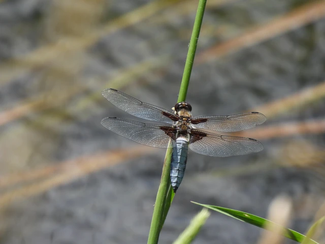 Libellula depressa - széles laposacsa
